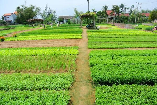 Green House Homestay Χόι Αν Εξωτερικό φωτογραφία